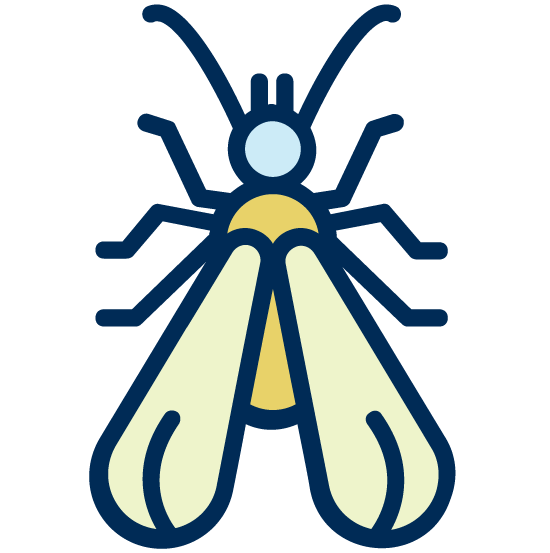 Diagnostic termites Mayenne (53)